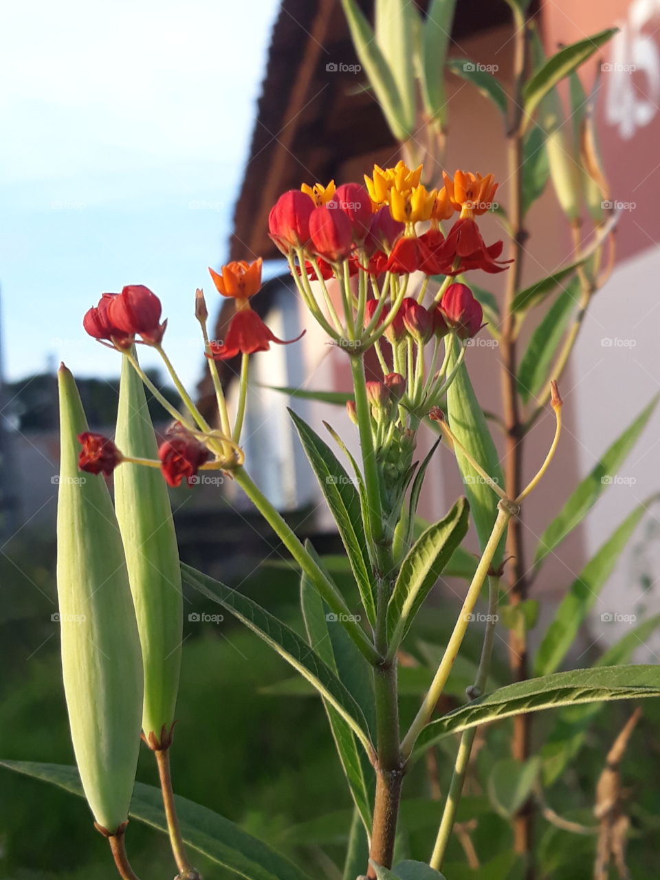 flowers and green points