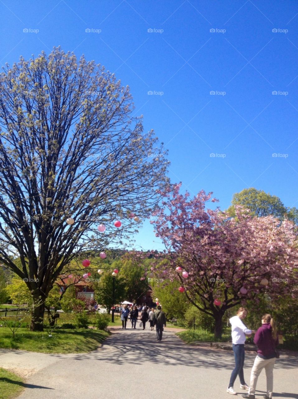 Spring in the botanical garden