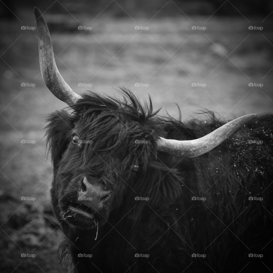 Portrait of black bull