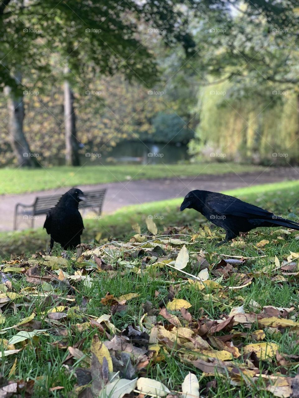 Birds of the park 