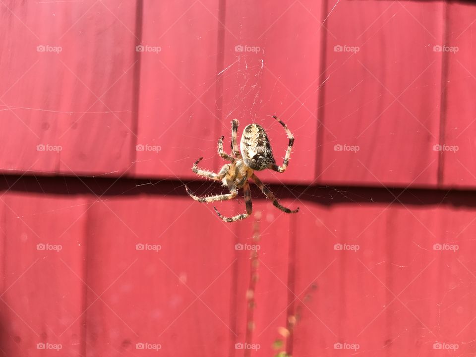 Spider upside down 