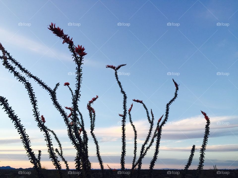 Desert floral