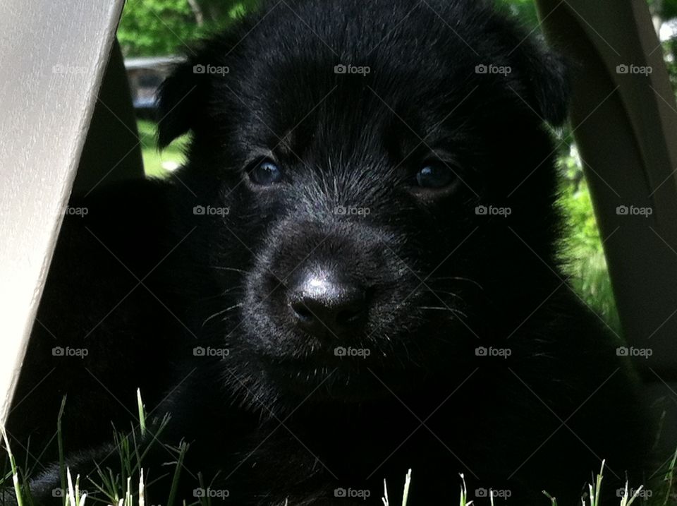 Black shepherd pup 