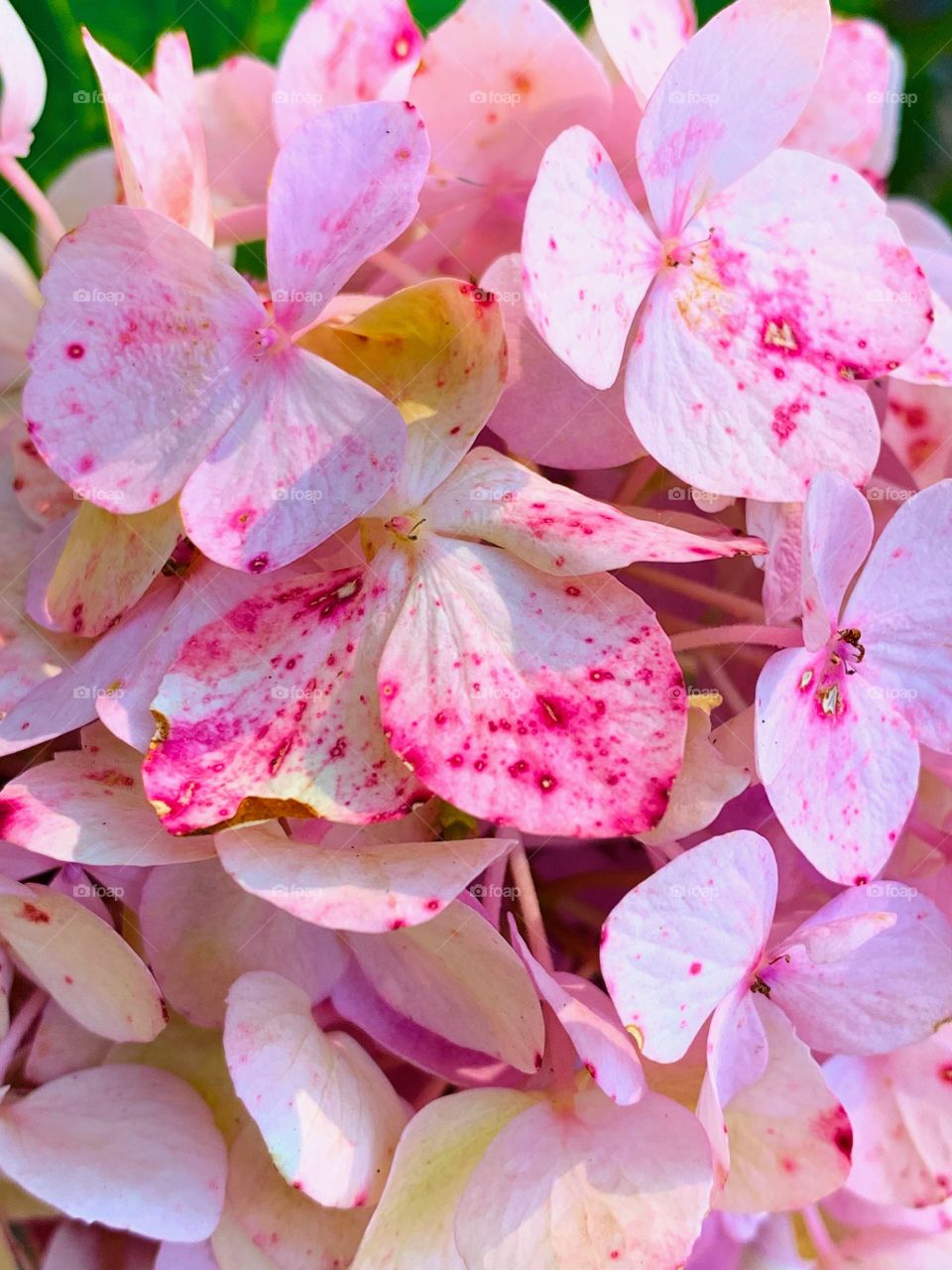 faded hydrangea petals