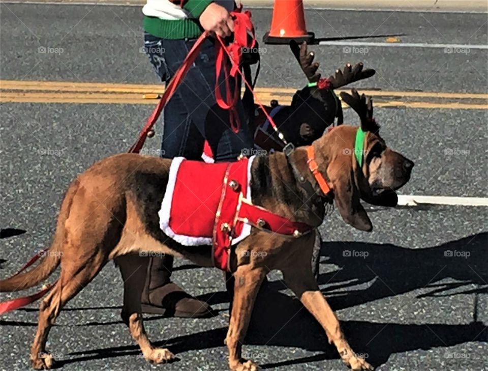 walking the dogs in a parade