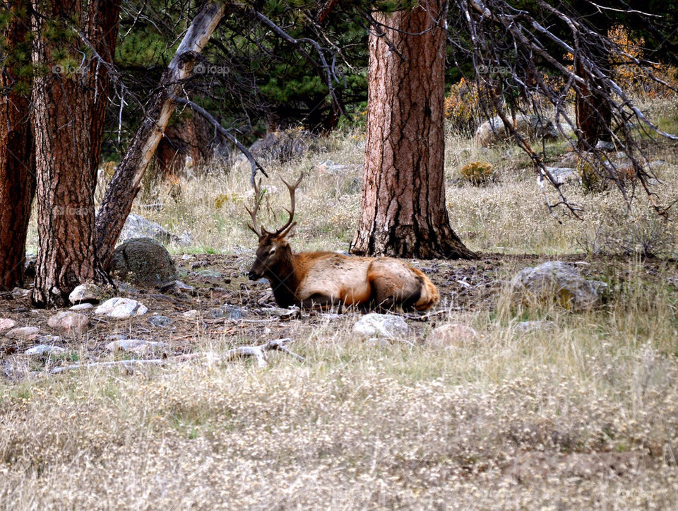 Elk