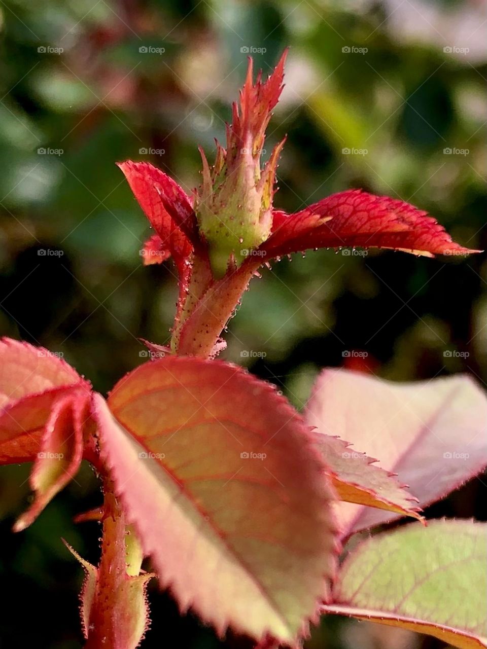 A beautiful pink, or red, rose bud waiting to bloom in the morning sun 🌹