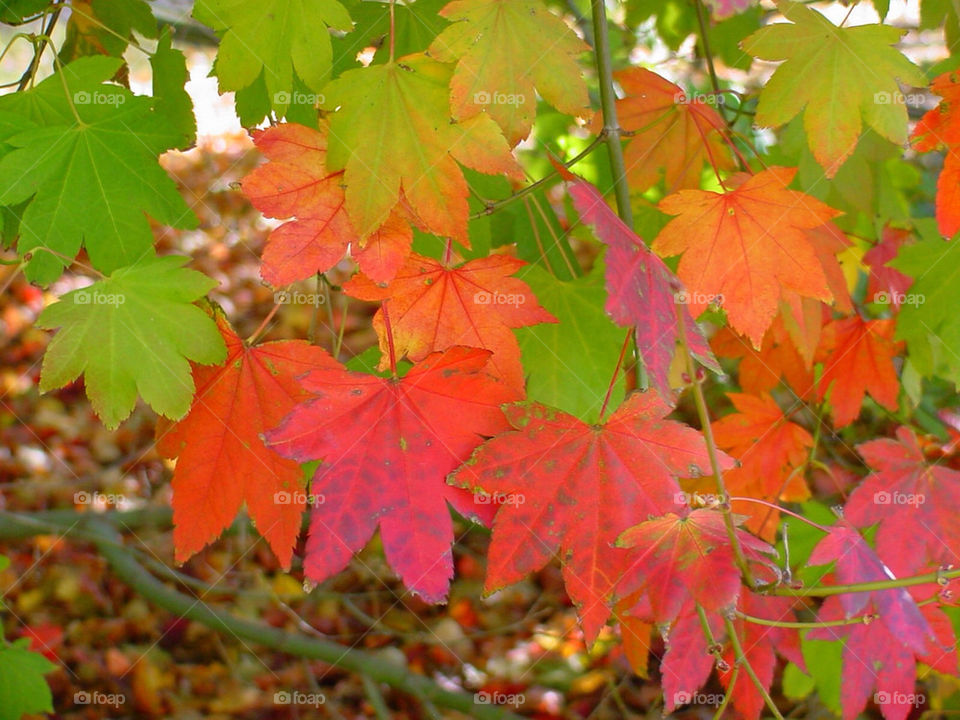 green red color leaves by kshapley