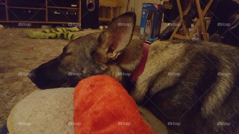 resting dog with toy