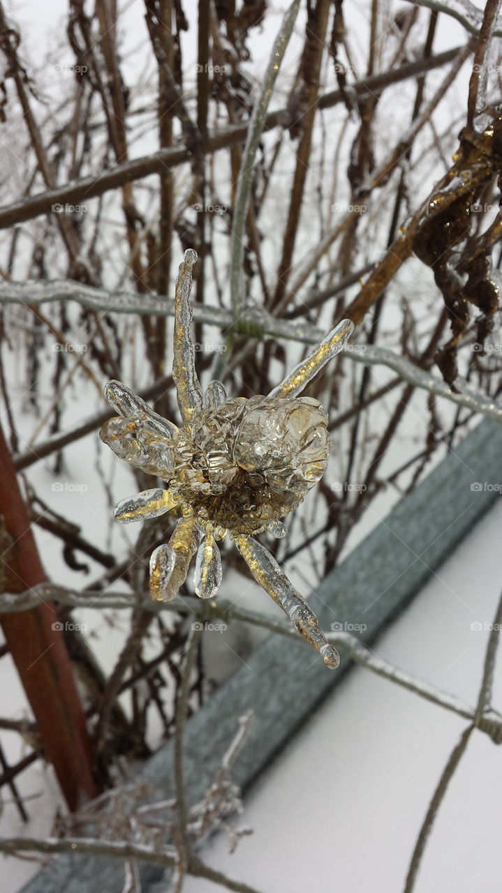 ice Spider
