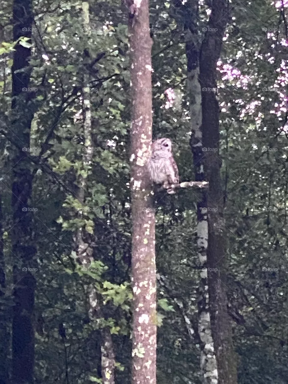 On my morning walk look Who I saw looking at me a beautiful owl 