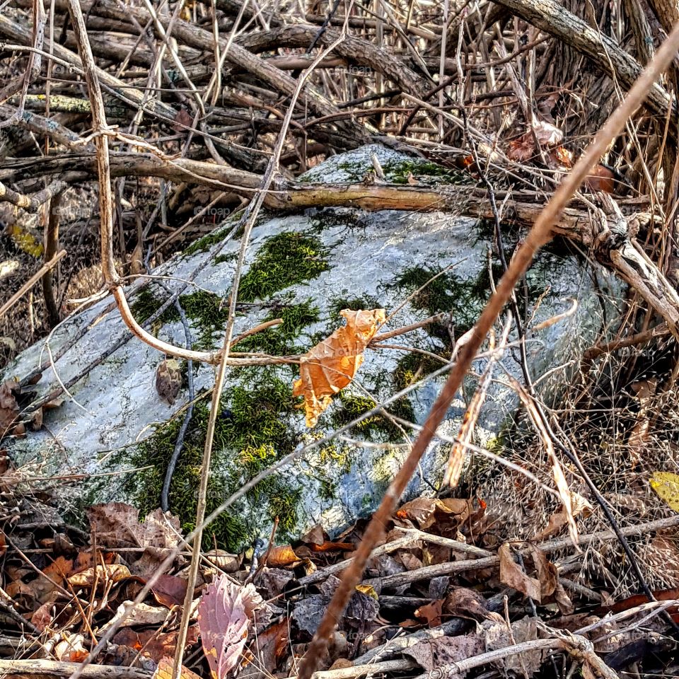 Mossy Rock