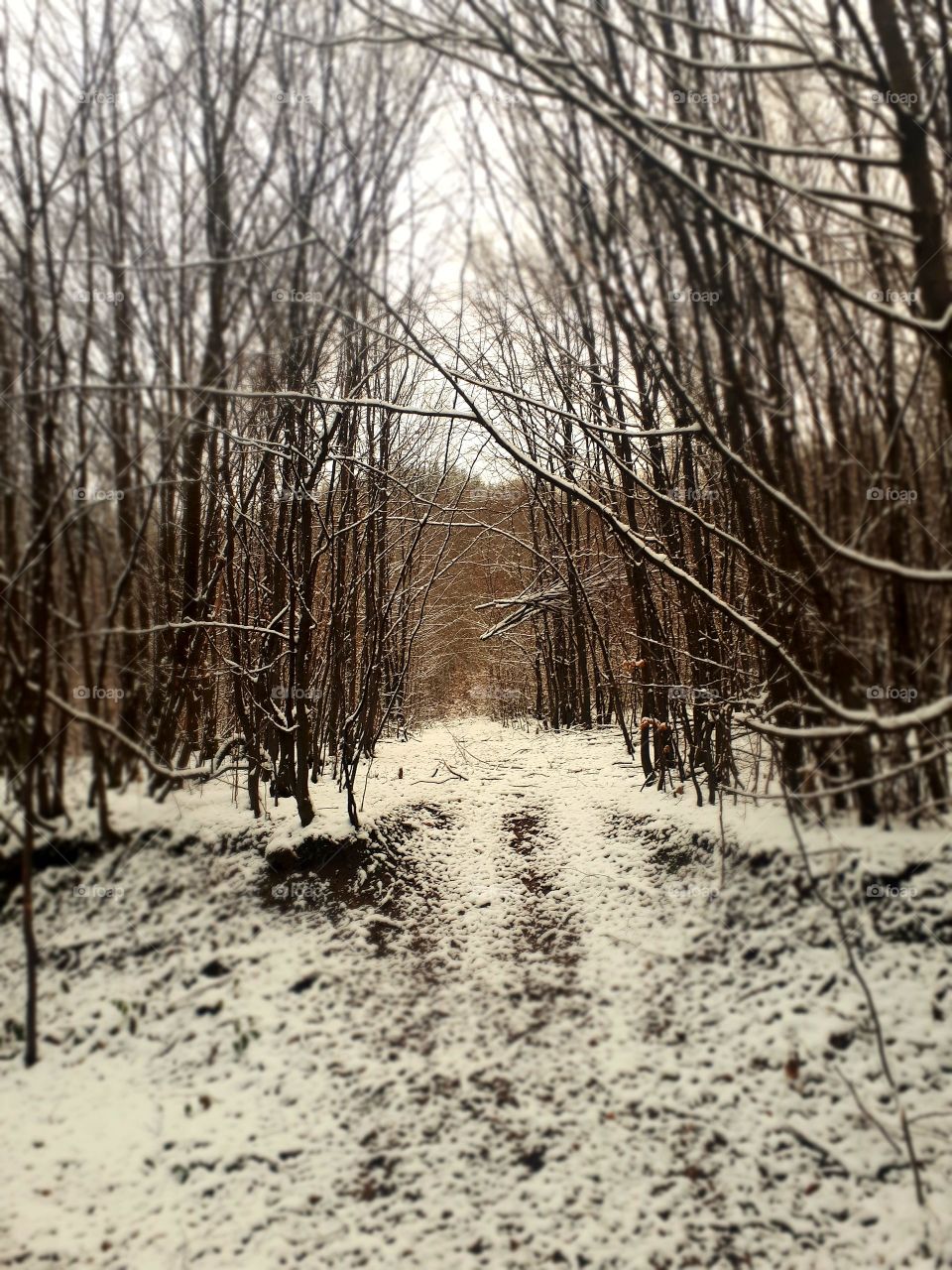 walk through the woods by taking the first snow
