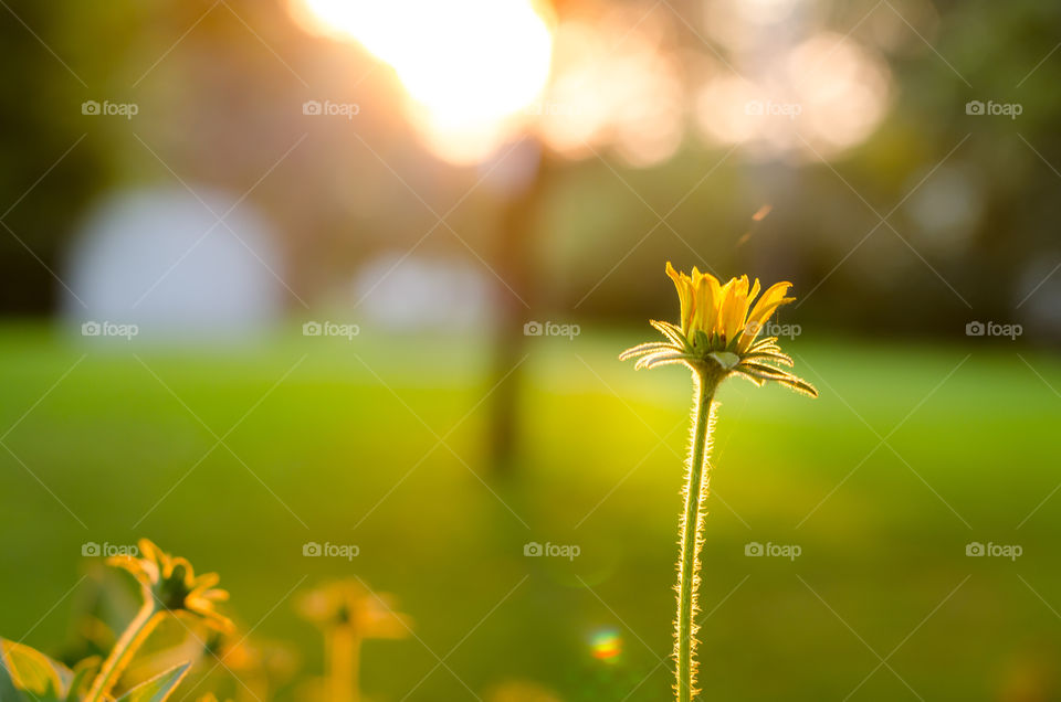 golden hour. this is a blooming flower in my back yard. it appeared to be bathing in the sun light.