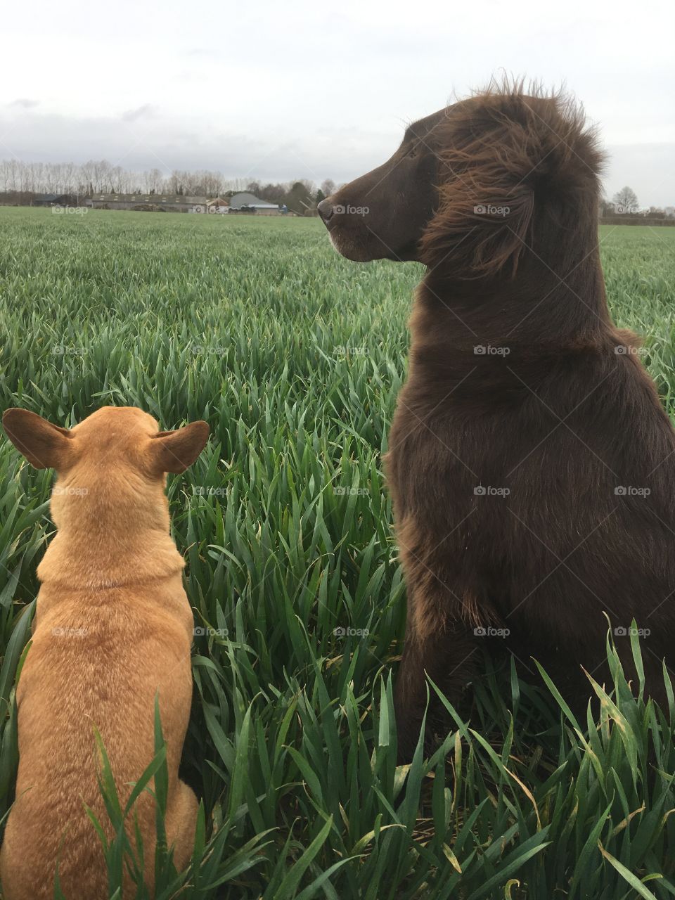 Flatcoat and Chihuahua taking in the smells 