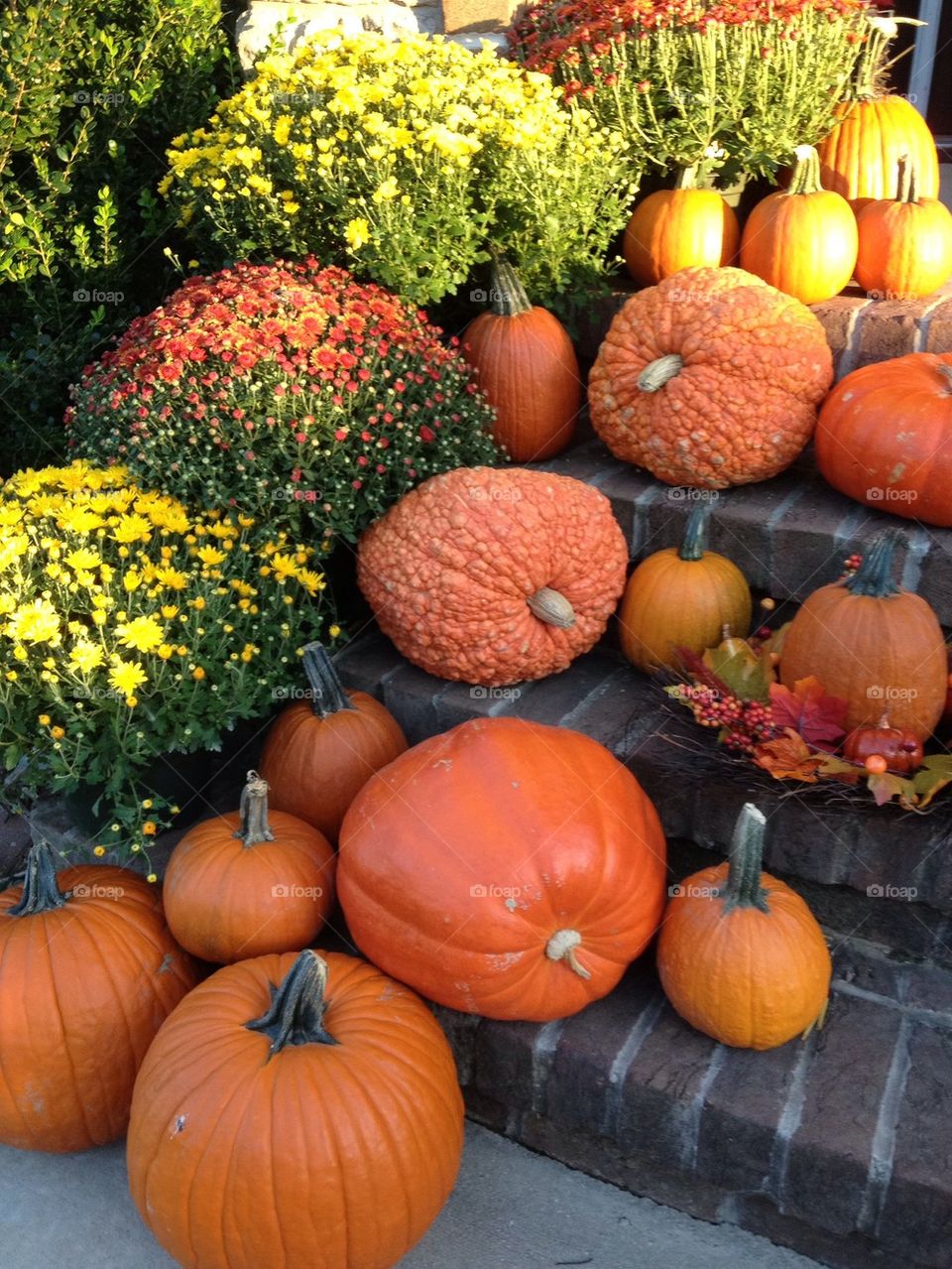 Fall Pumpkins