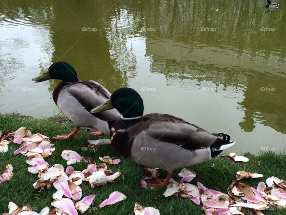 Ducks near the lake