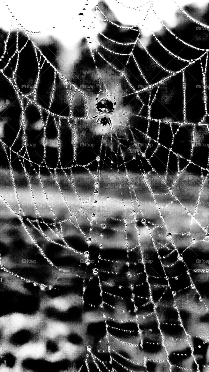 dew on spider web