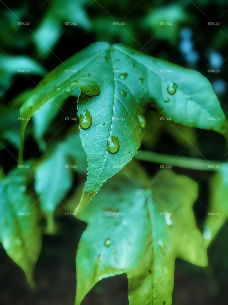 Rain on leaves 