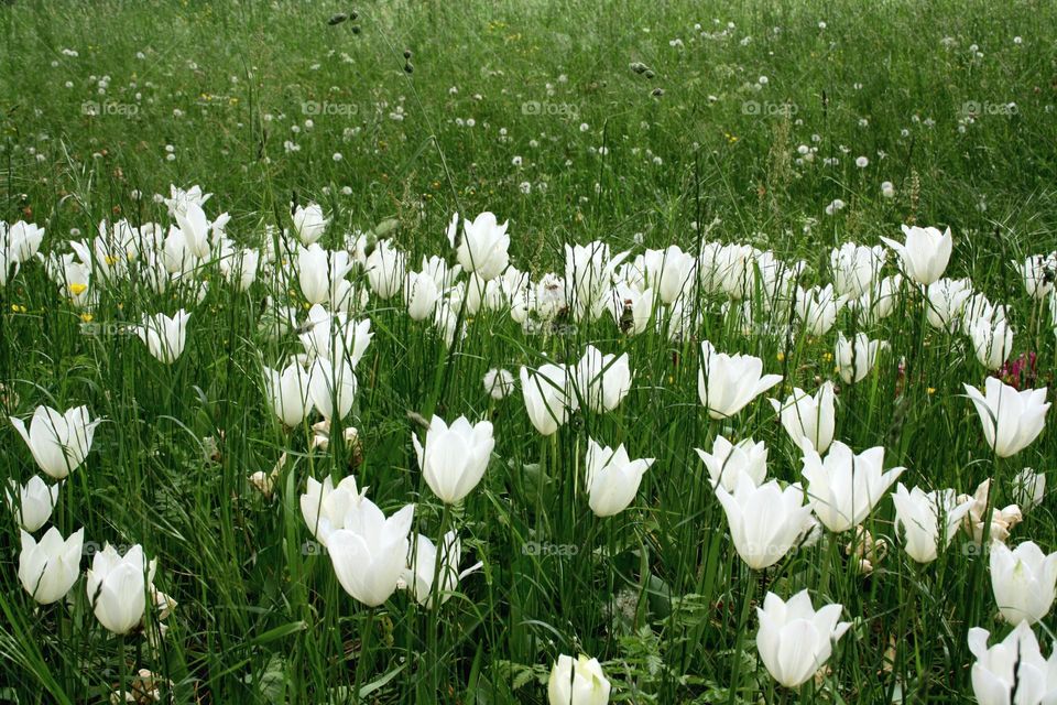 beautiful floral splendor