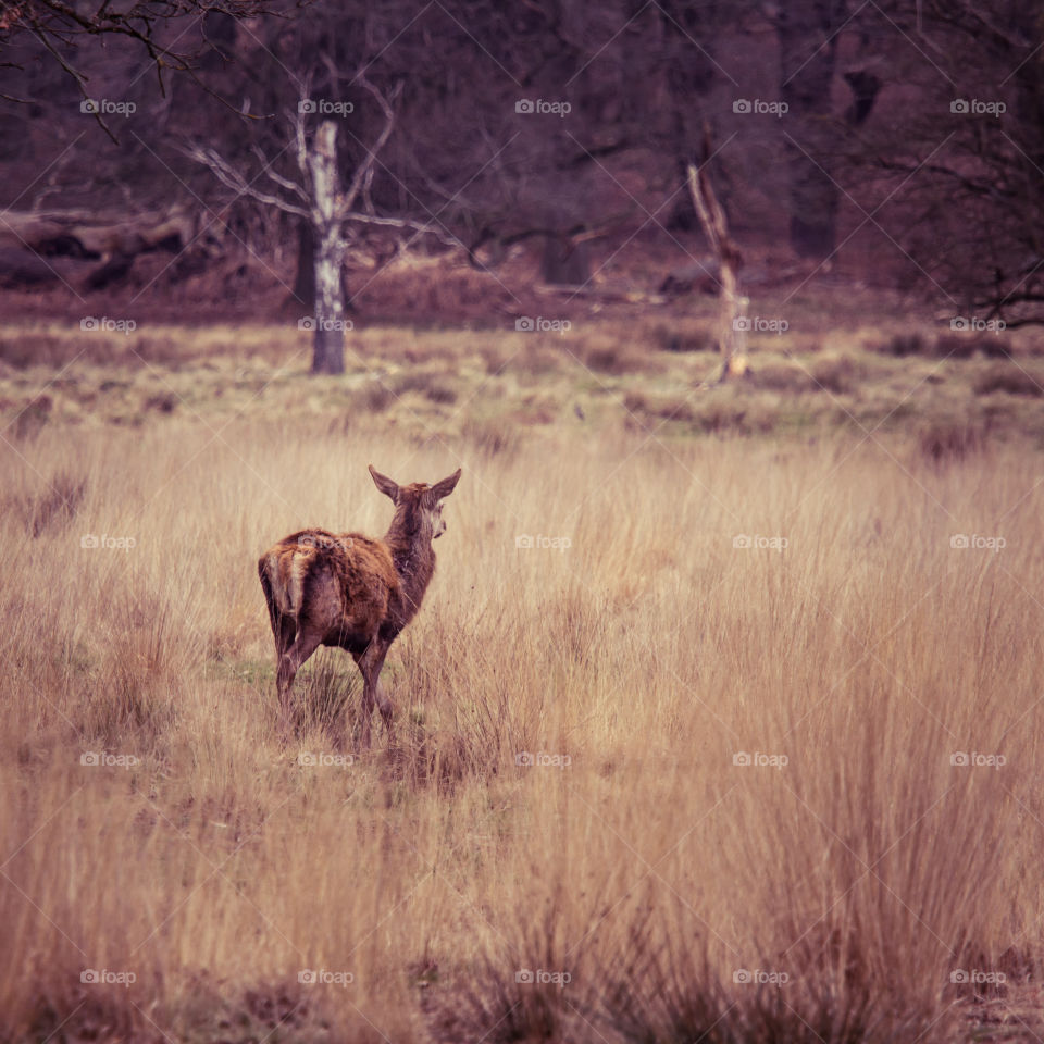 A beautiful deer in the park. Richmond park in London. Sweet animal portrait.