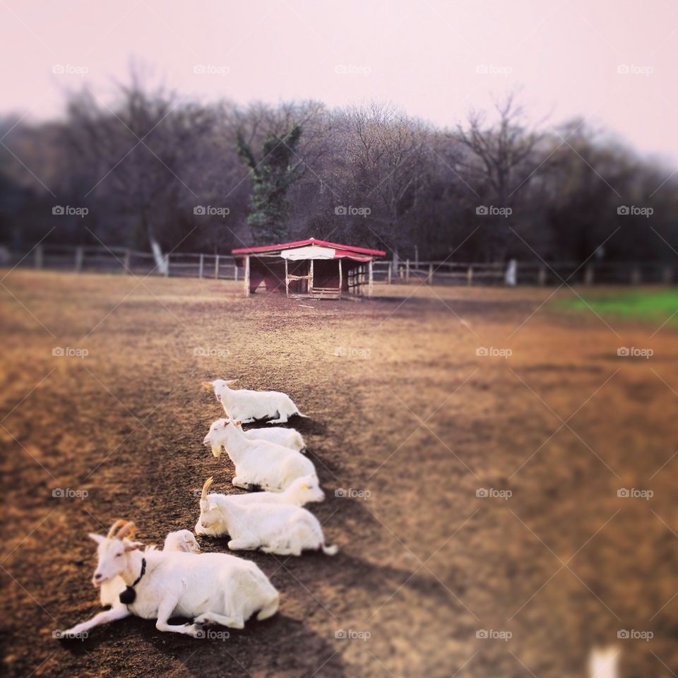 Goats farm