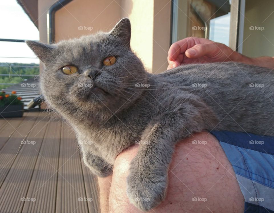 british shorthair cat closeup
