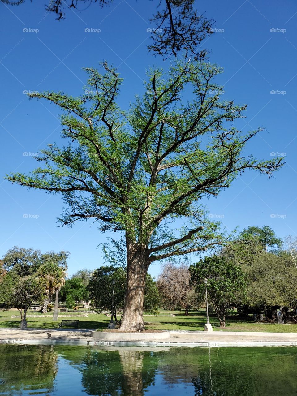 City park tree in Spring