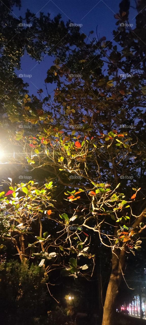 Trees in the city and night