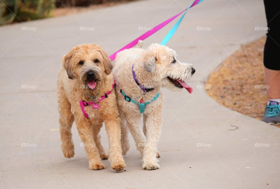 A inattentive juvenile Wheaten Terrier crashes into her walking partner, too distracted by birds, ducks and other dogs