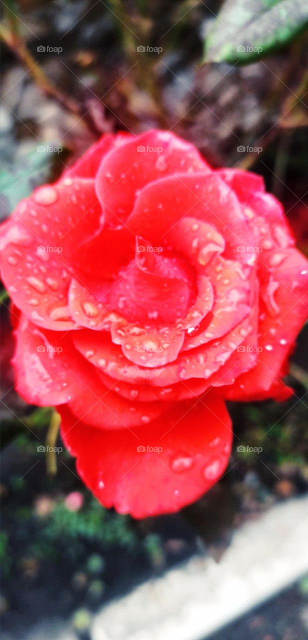 Viva Magenta. Pantone's color of the year