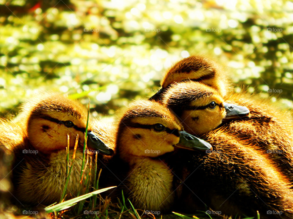 Young ducklings gather together as they enjoy the warmth of a spring day