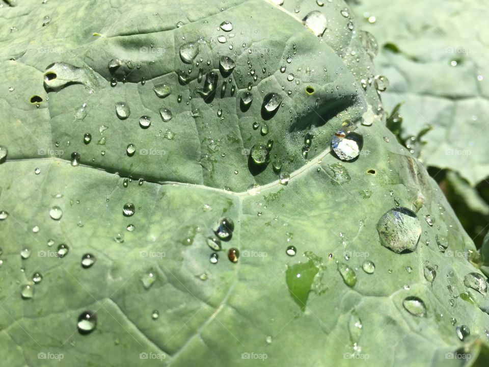 Dewdrops on kale 