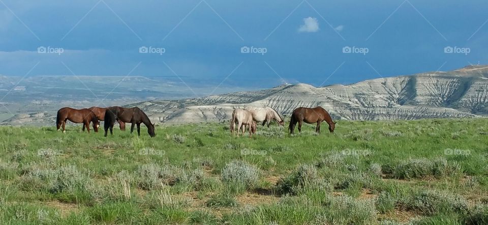 Wild Horses