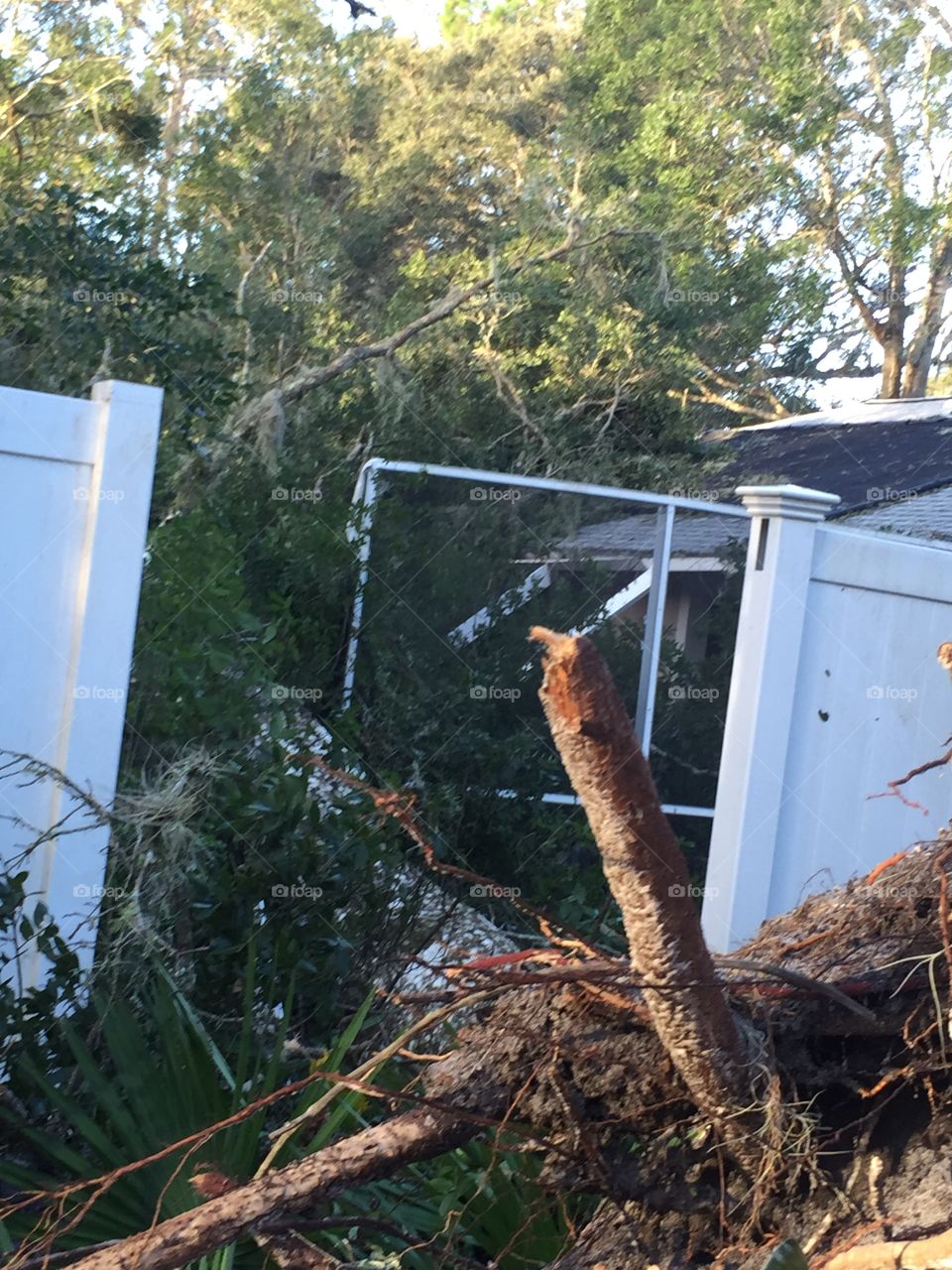 Hurricane Matthew downed many large oak trees in the northeast Florida city of Ormond Beach, crushing this fence and screened-in pool in a heavily hit neighborhood in Volusia County.