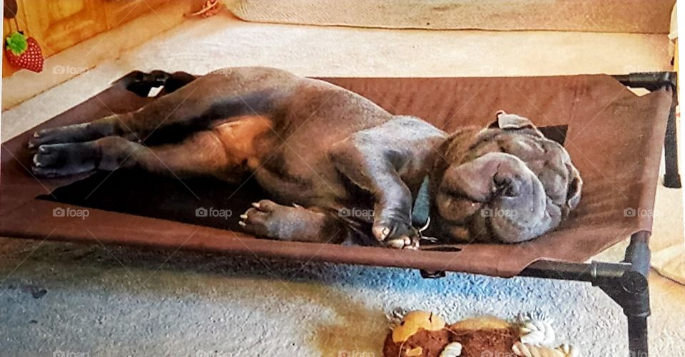 I am working on my boudoir pose.  But it's so comfy here, I think I'll just take a nap.