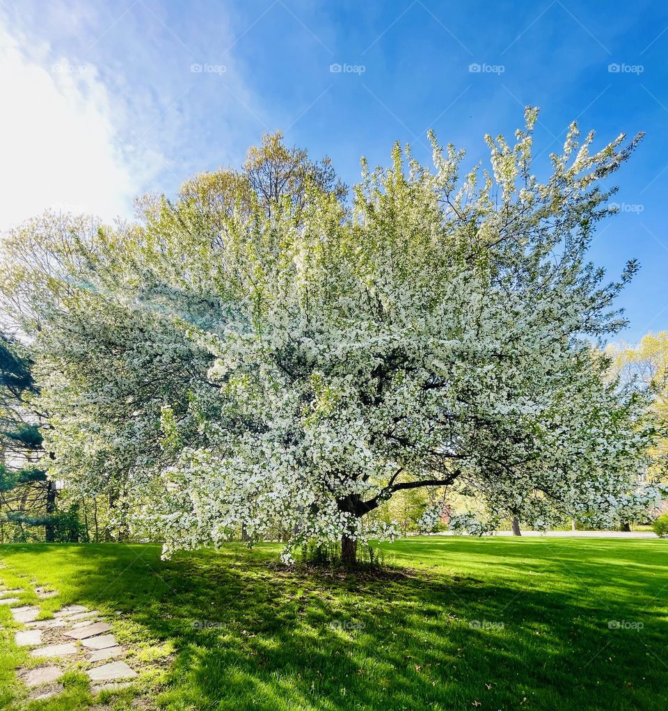 A majestic crab apple tree in full bloom glows in the spring evening sun, casting a long shadow on lush green grass. White blossoms shine against vivid leaves, with bright clouds on one side of the sky and a soft blue haze on the other.