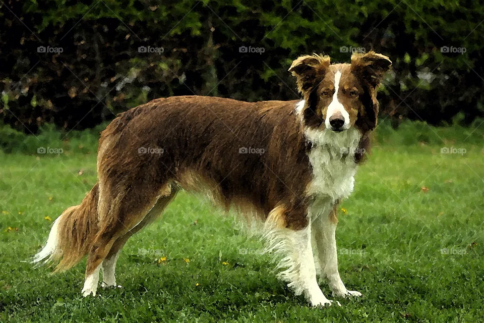Mammal, Grass, Animal, Dog, Cute