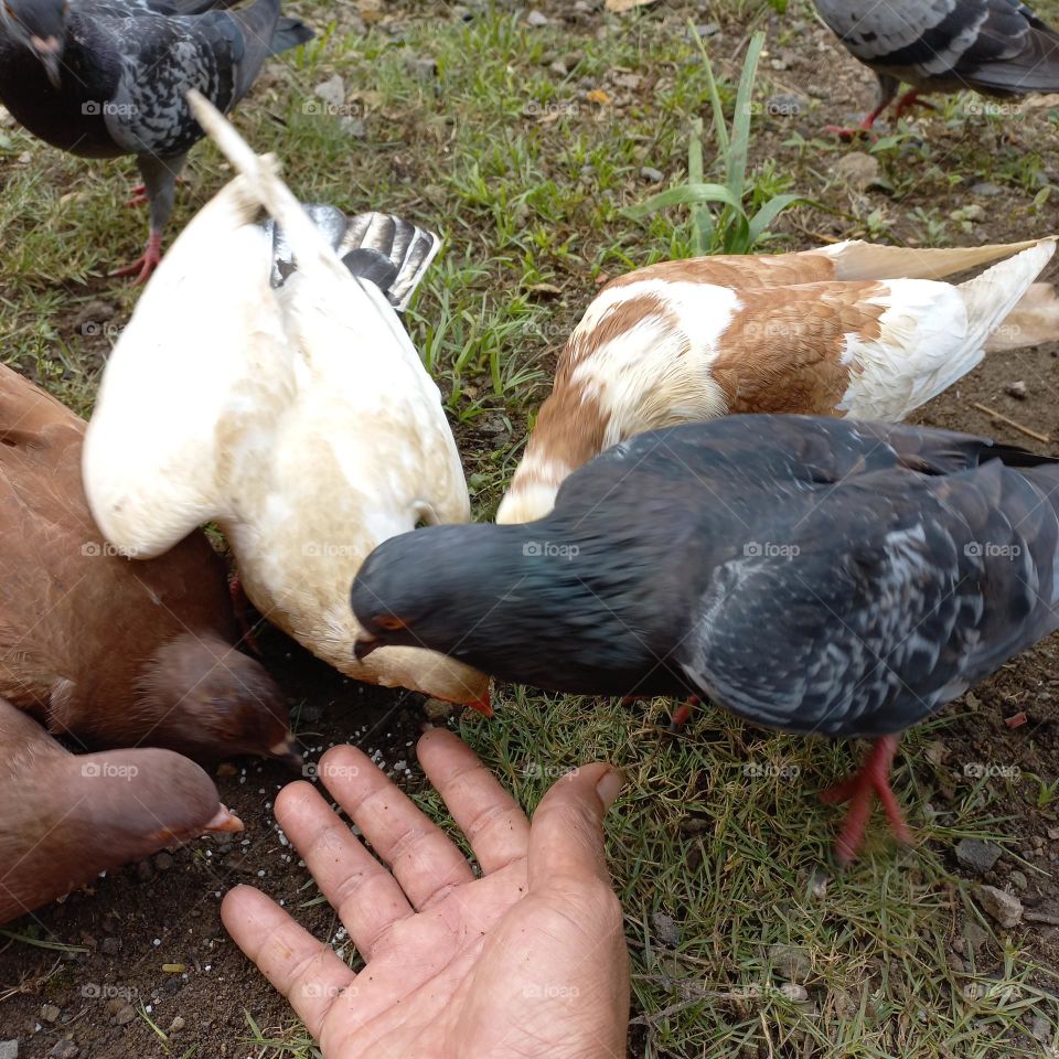 Pigeons being fed rice in the yard