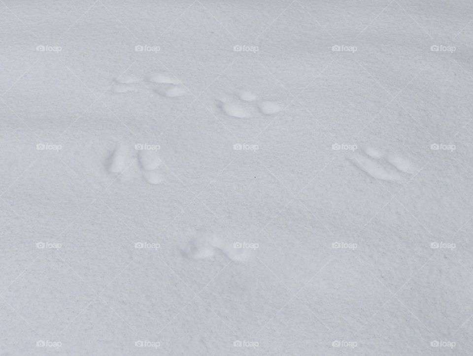 the squirrel was here