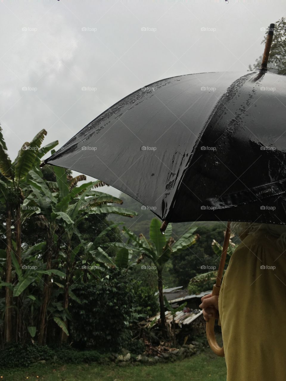 Rain, umbrella, black, nature.