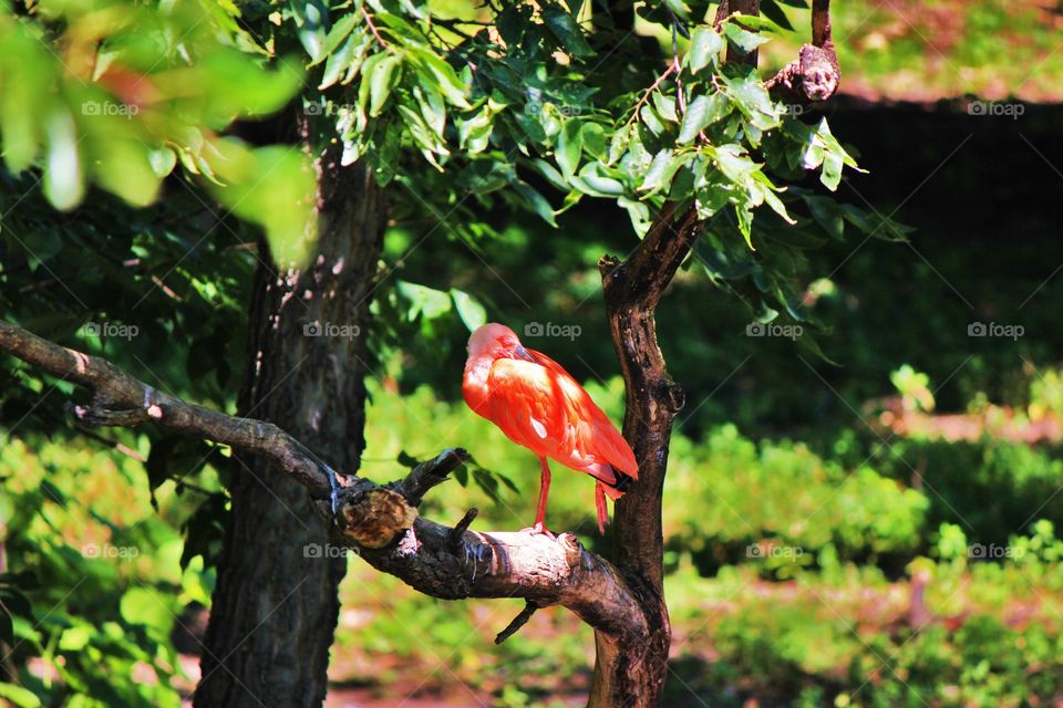 A small relative of the flamingo sleeping in a tree and enjoying its natural habitat 