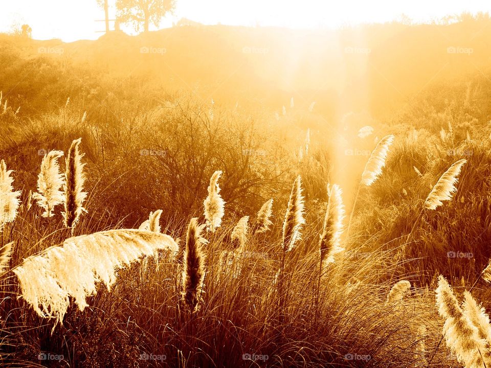 Sunlight over meadow at Los Angeles