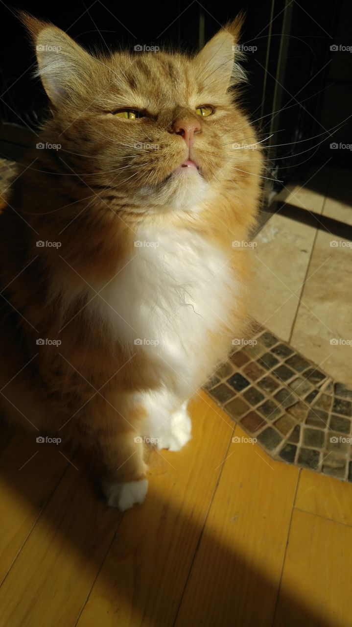kitty in the sunlight