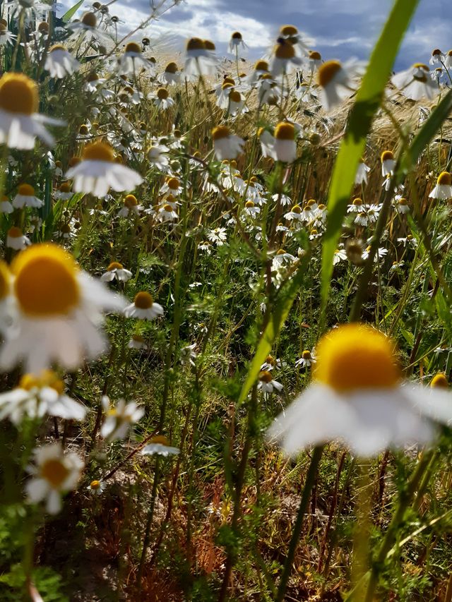 Chamomile