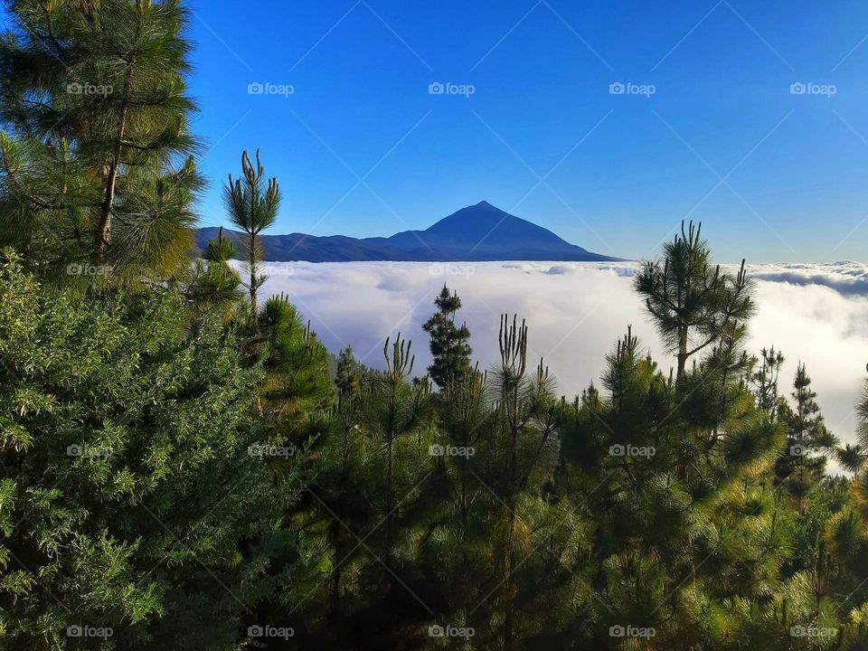 Forest in the arms of clouds