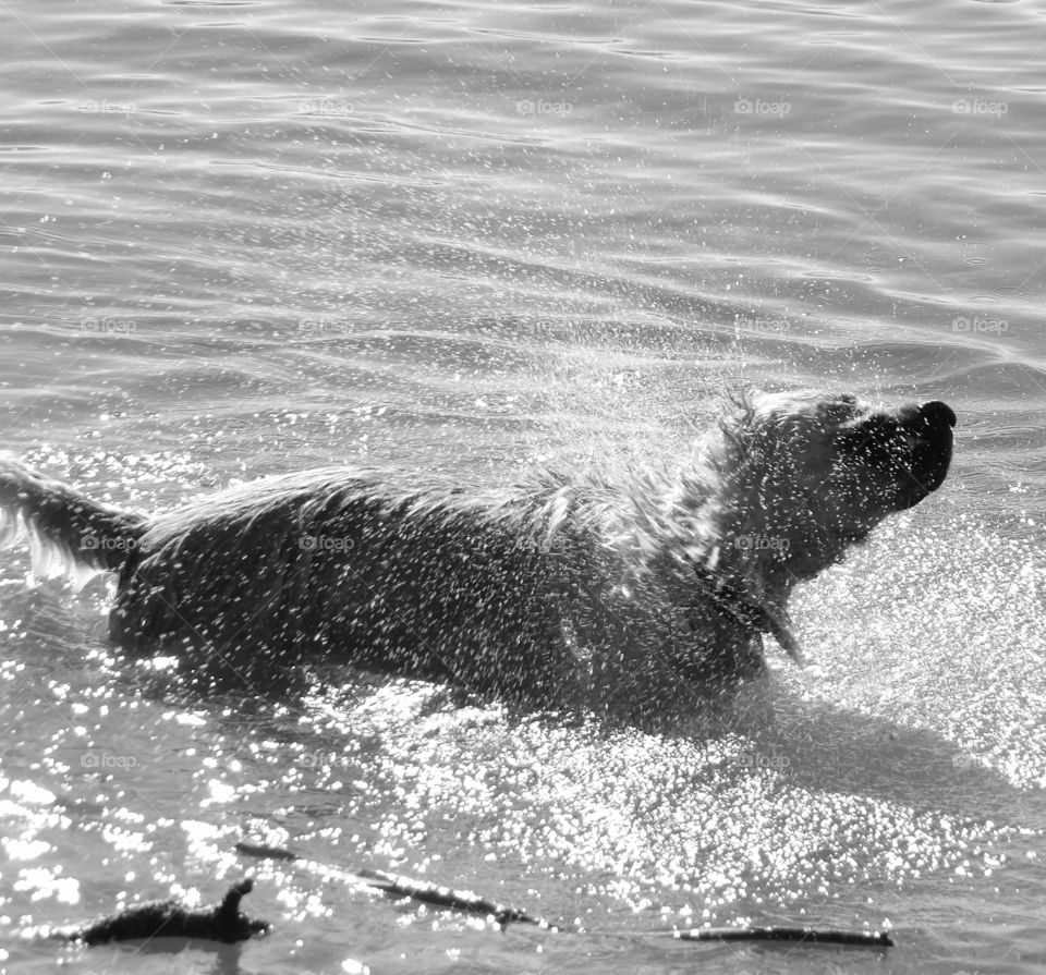 Dog bathing in water