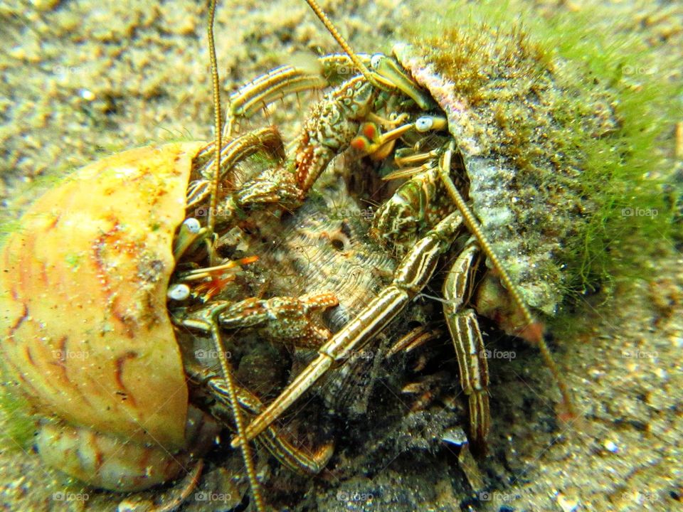 Crustacean, Crab, Shellfish, Invertebrate, Fish