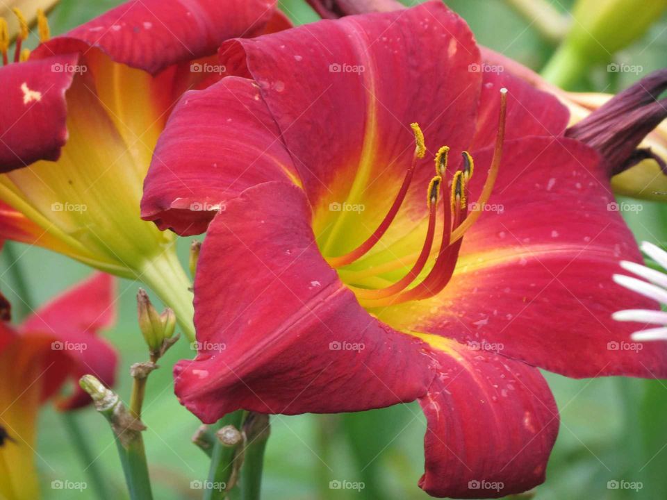 day lily