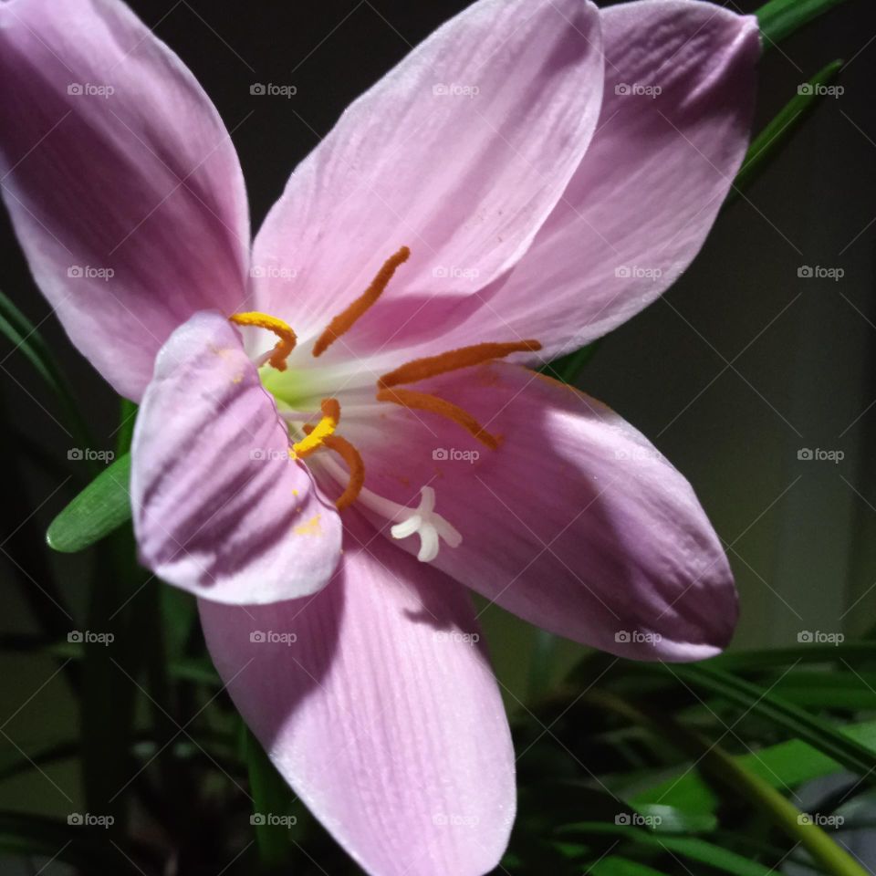 There are Zephyranthes carinata living on my sill